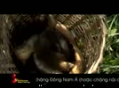 Xoi_ca_ro__Nam_Dinh_S_Vietnam__Huong_vi_cuoc_song.flv