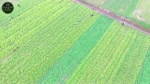 Toan_canh_Canh_dong_hoa_cai_vang_tai_xa_Hong_Ly__Vu_Thu__Thai_Binh__Flycam_Video.flv