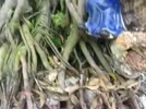 CAY_CANH_BACH_THUANVU_THUTHAI_BINH.flv