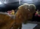 Mua_lan_tai_Soc_Lang__Linh_Tu__Vu_Vinh__Vu_Thu__Thai_Binh.flv