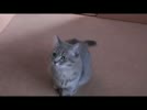 Chu_meo_biet_chap_tay_lay_Phat_khi_nghe_thay_tieng_go_mo.flv