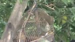Wow__Amazing_Birds_Trap__How_To_Make_A_Bird_Trap_Easily_That_Work.flv