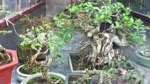 Cay_canh_van_giang_hung_yen.flv