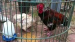 Cho_cay_canh_van_giang__youtube.flv