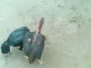 Da_ga_duy_ducque_vo__bac_ninh.flv