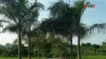 Dai_Lai_Que_Huong_Toi__Dai_Lai_Gia_Binh_Bac_Ninh.flv