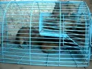 Bay_Chuot_TMN2__Bay_1_lan_nhieu_con__ke_ca_chuot_cong__nguoibanhangvn.flv
