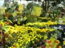 Phuong3.flv