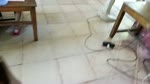 VID20170512090325.flv