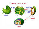 Cau_tao_cua_la_cay2.jpg